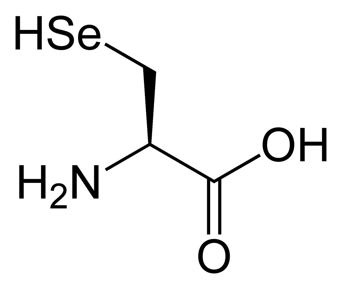 Органическое соединение Селена (селеноцистеин) - символ профилактики появления раковых новообразований Онкопрофилактика